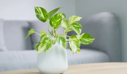 Indoor Air Quality Solutions